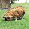 598404_com_kunekune1.jpg