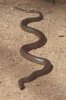 Eastern brown.jpg