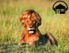 timotei-lion-ad.jpg