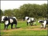 Milton Keynes Cows.jpg