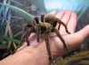texasbrowntarantula.jpg