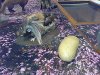 300px-Haggis_scoticus.jpg