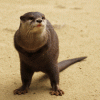 download.gif