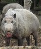 220px-Sus_Barbatus,_the_Bornean_Bearded_Pig_(12616351323).jpg