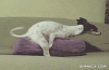 giphy (1).gif