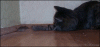 WwkR.gif