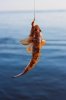 8963038-fish-caught-on-a-hook.jpg