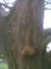 tree2.jpg