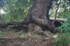 Optimized-tree.jpg