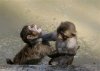 monkey_fight_2.jpg
