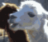 57536D6F-23E2-4B63-83E2-0A942286FDDF.gif