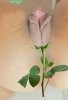 IMG-20190801-WA0010.jpg