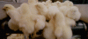 kH05F.gif
