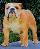bulldog.jpg