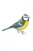 blue_tit_master_tcm9-17216.jpg