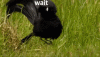 HarshMindlessKiwi-size_restricted.gif