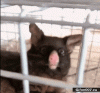 Funny-Animal-Eyes-Cage-Video-Gif.gif