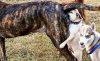 dog.jpg