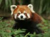 red-panda-pictures-8.jpg