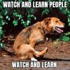dog.jpg