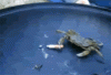 an.gif