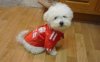 copy_of_dog2.jpg