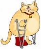 cat.jpg