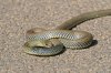Montpelliers-Snake.jpg