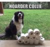 hoardercollie.jpg