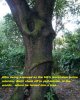 boris tree.jpg