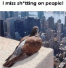 Capture.GIF