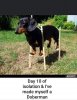 dobby.jpg