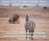 zebra.jpg
