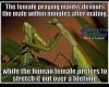mantis.jpg