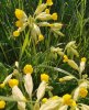 cowslips.jpg