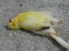 Dead Canary.jpg