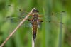 four-spotted-chaser-dorsal.-fm-dorsal.-andrew-holloway-1024x683.jpg