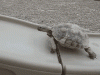 3451DBC7-BFB8-4D9A-A219-75016D0D1BF5.gif