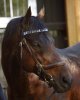 Dubawi500.JPG