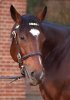 Frankel500.JPG