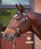 Frankel500x.JPG