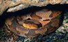 snakeunderrock.jpg