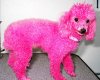 poodle.jpg