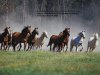 Horses copy.jpg