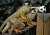 cute-bolivian-squirell-monkeys-playing-soccer-football-at-london-zoo-02.jpg