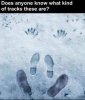 tracks.jpg