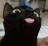 funny_black_cat.GIF