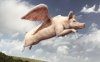 pig.jpg