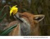 What-does-the-Fox-smell-resizecrop--.jpg