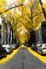 Gingko-Trees-Washington-DC.jpg